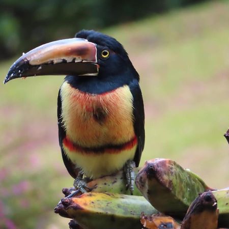 La Ceiba Tree Lodge Tilaran ภายนอก รูปภาพ