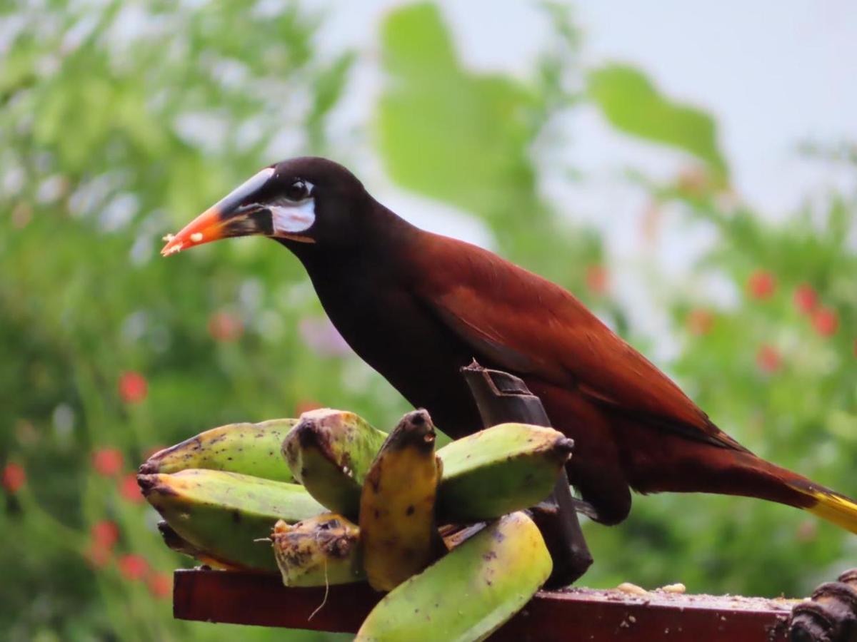 La Ceiba Tree Lodge Tilaran ภายนอก รูปภาพ