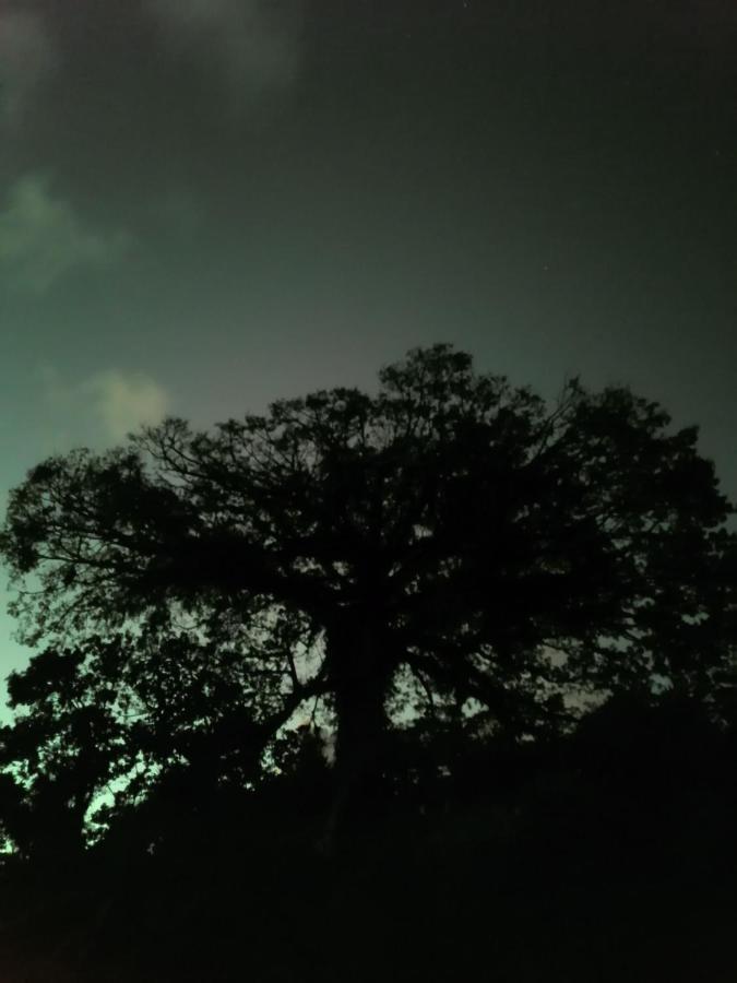 La Ceiba Tree Lodge Tilaran ภายนอก รูปภาพ
