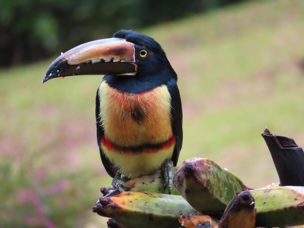 La Ceiba Tree Lodge Tilaran ภายนอก รูปภาพ
