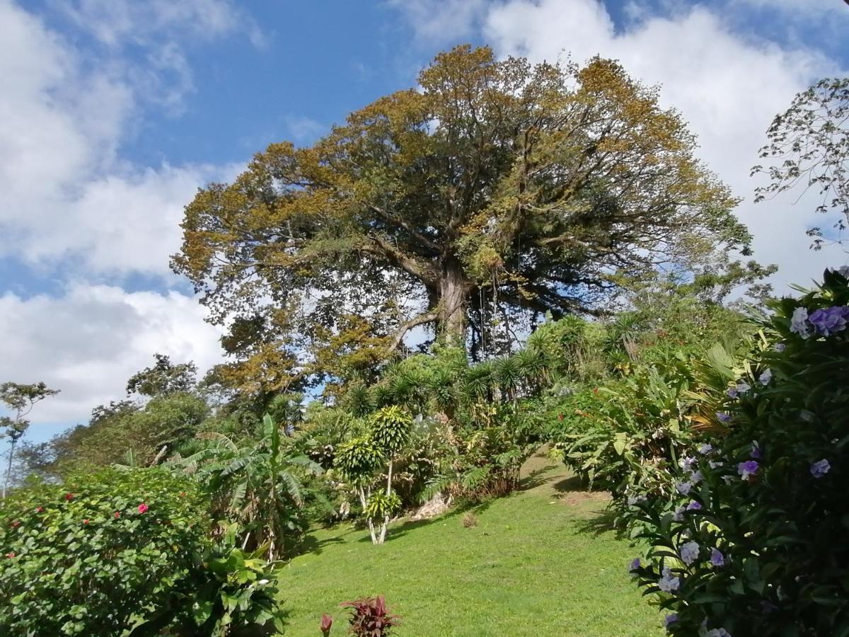 La Ceiba Tree Lodge Tilaran ภายนอก รูปภาพ