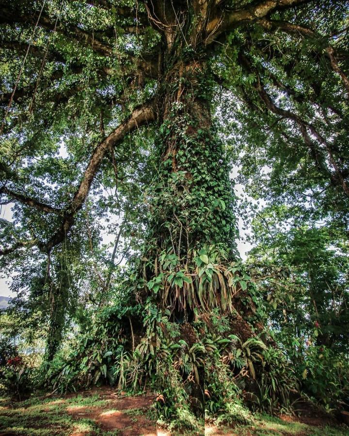 La Ceiba Tree Lodge Tilaran ภายนอก รูปภาพ