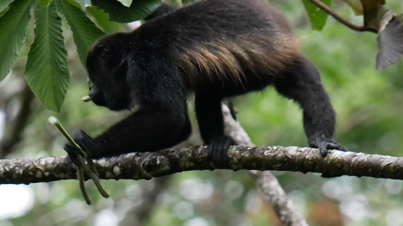 La Ceiba Tree Lodge Tilaran ภายนอก รูปภาพ