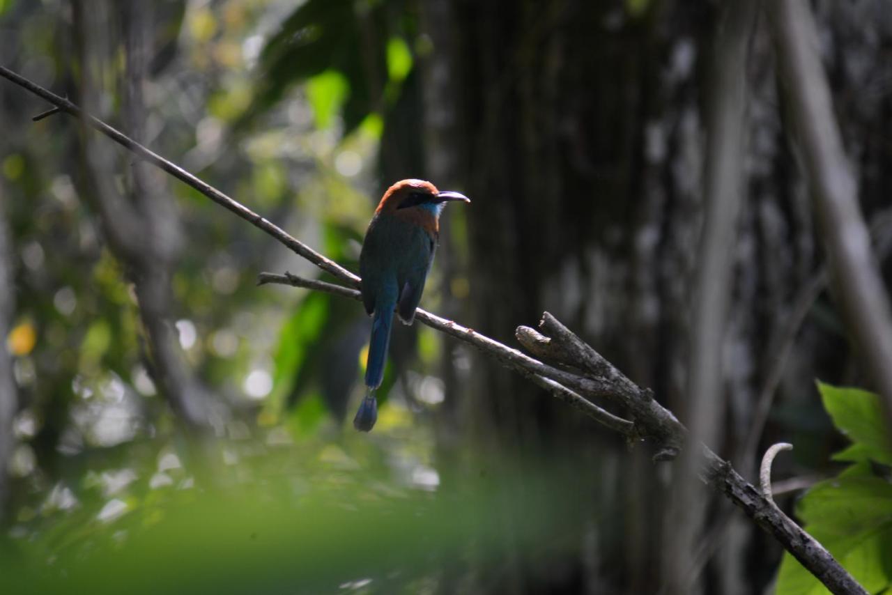 La Ceiba Tree Lodge Tilaran ภายนอก รูปภาพ