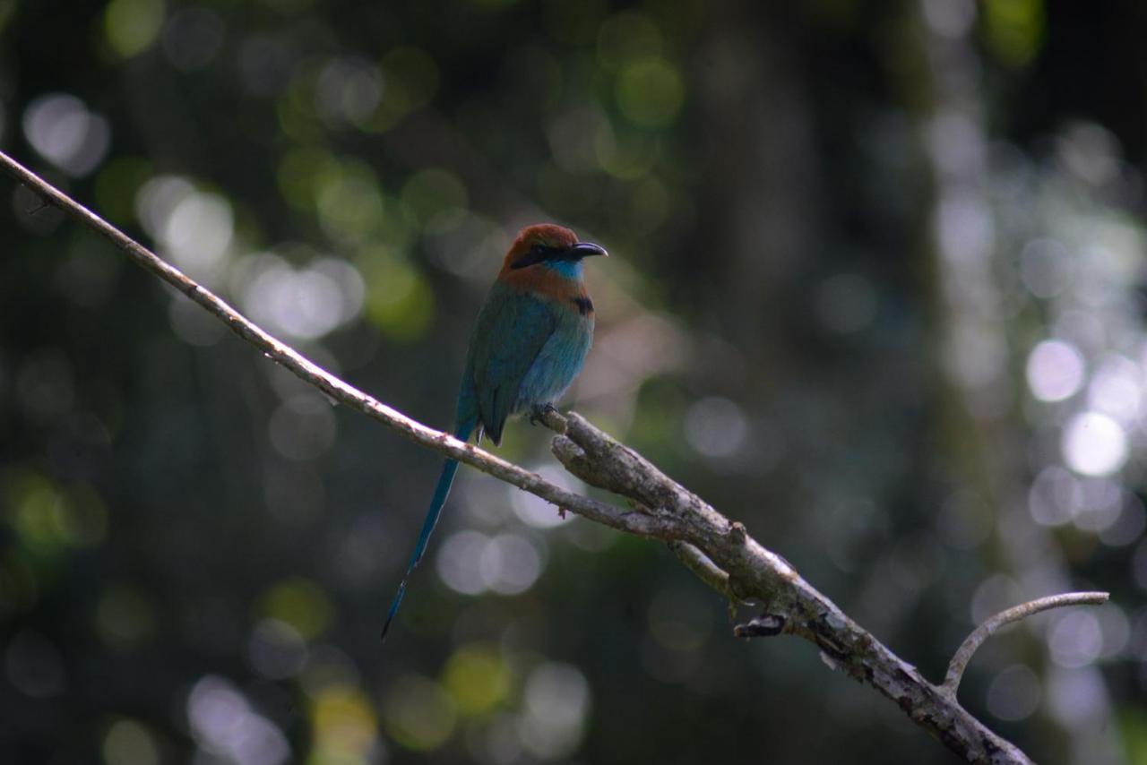 La Ceiba Tree Lodge Tilaran ภายนอก รูปภาพ