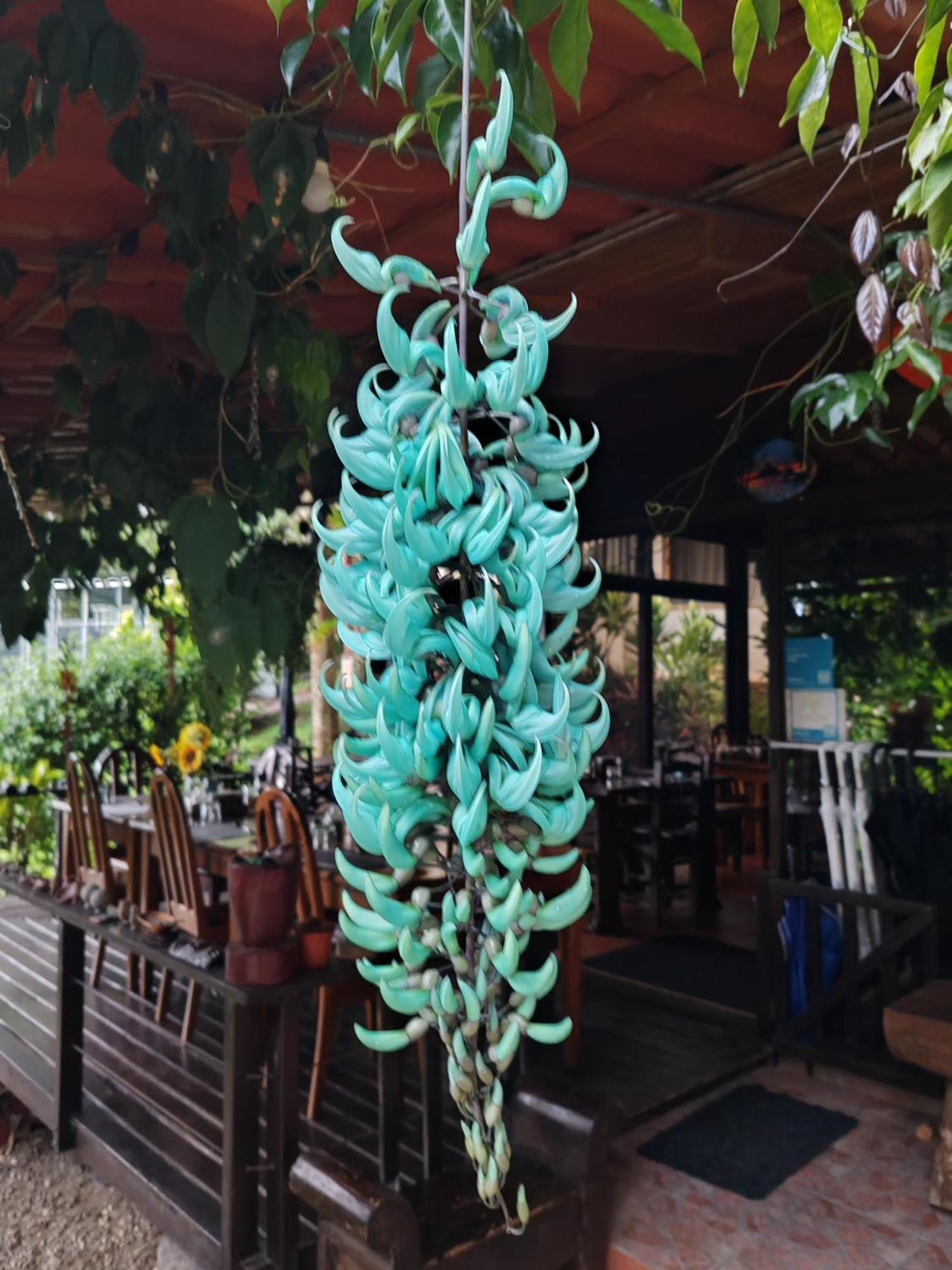 La Ceiba Tree Lodge Tilaran ภายนอก รูปภาพ